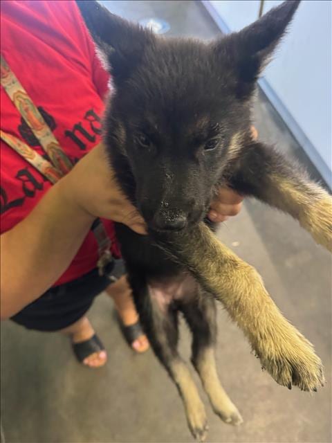 Photo of Charlotte, adoptable German Shepherd Dog in Los Angeles, California