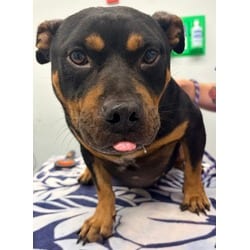 Photo of King, adoptable Mixed Breed (Medium) in Georgetown, Delaware