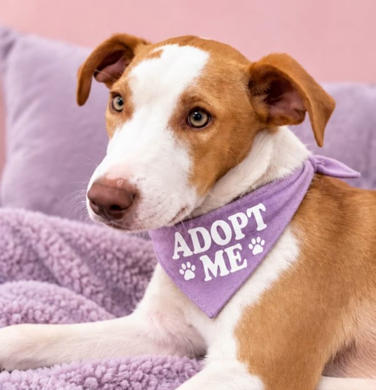 Photo of Arya Ady, adoptable Terrier (Unknown Type, Medium) in Los Angeles, California