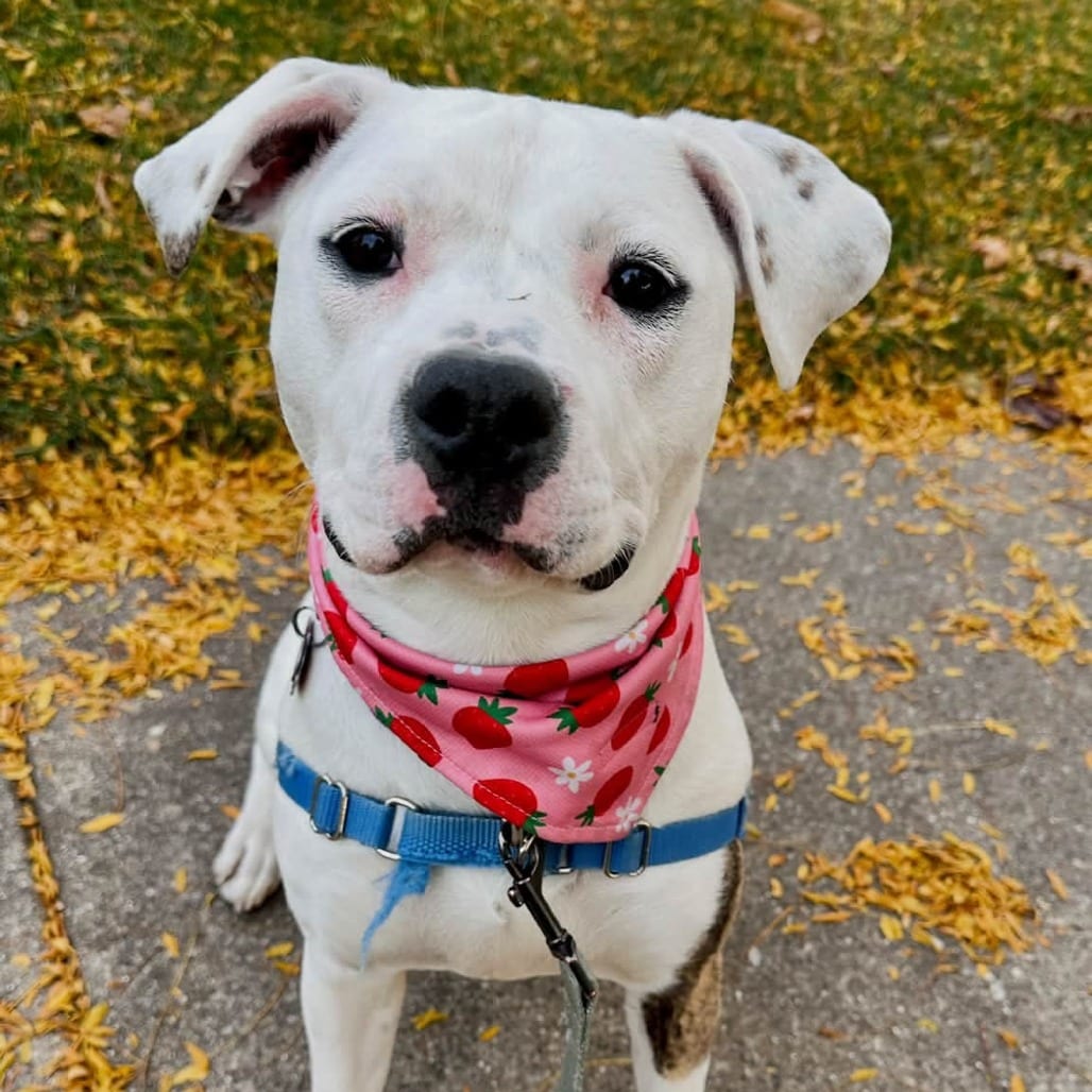 Photo of Twirl, adoptable Mixed Breed (Medium) in Wheeling, Illinois