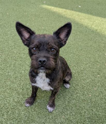 Photo of Kevin, adoptable French Bulldog in San Martin, California