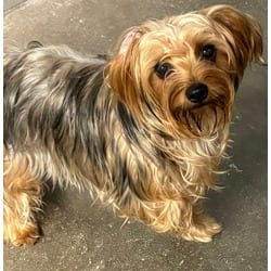 Photo of Cinnamon, adoptable Yorkie, Yorkshire Terrier in San Antonio, Texas