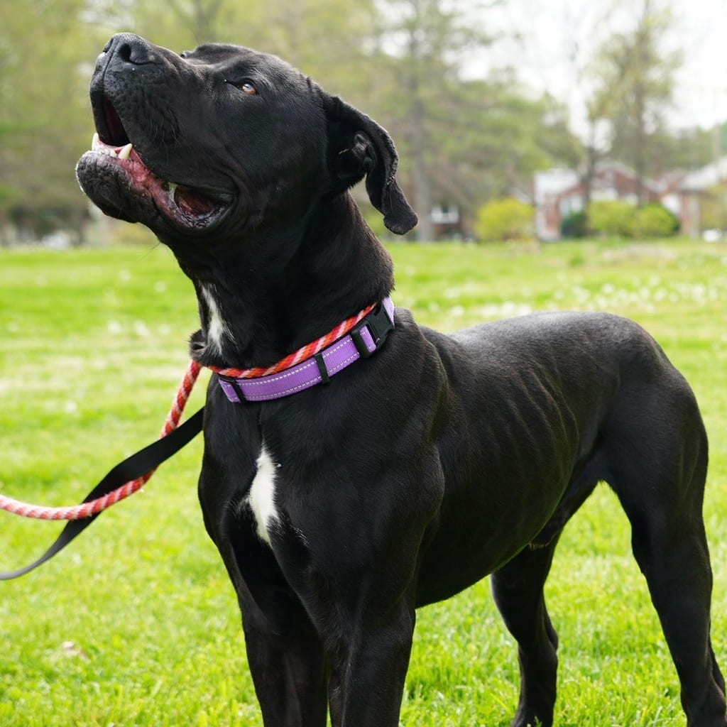 Photo of Salem, adoptable Mixed Breed (Large) in St. Louis, Missouri