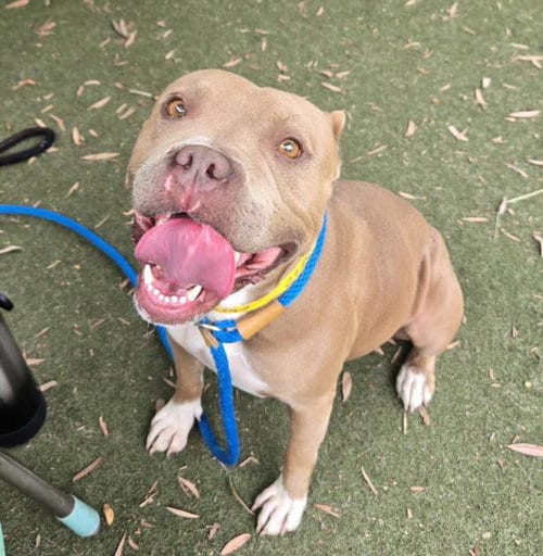 Photo of Coco, adoptable Pit Bull Terrier in Los Angeles, California