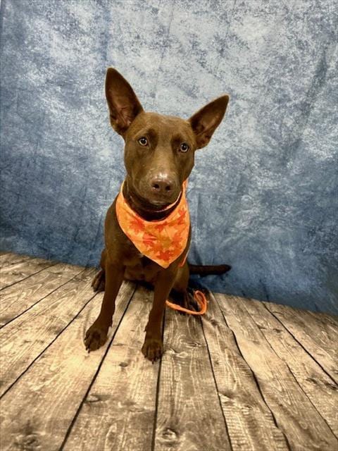 Photo of Hot Cocoa, adoptable German Shepherd Dog in Temple, Texas