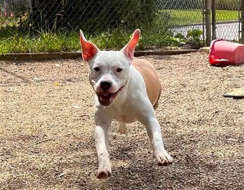 Photo of Pumpkin Seed, adoptable Pit Bull Terrier in Peoria, Illinois