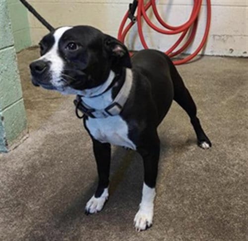 Photo of Jorgeous, adoptable Pit Bull Terrier in Sacramento, California