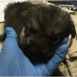 Photo of A1934709, adoptable Shepherd (Unknown Type) in Jurupa Valley, California