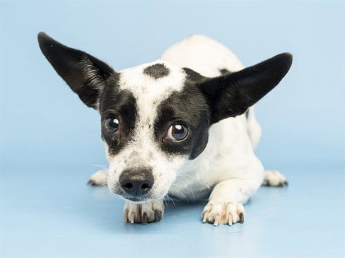 Photo of Sally, adoptable Chihuahua in Phoenix, Arizona