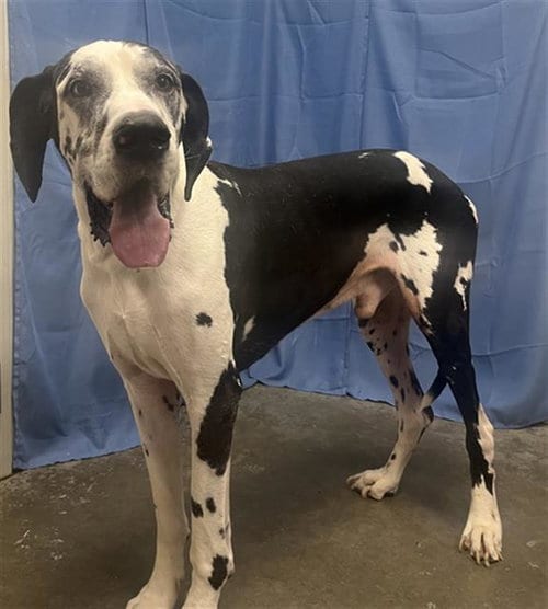 Photo of Shak, adoptable Great Dane in Rosenberg, Texas