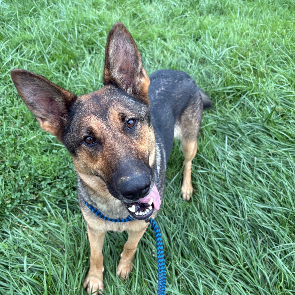 Photo of Lilly, adoptable Shepherd, German in Fairfax Station, Virginia