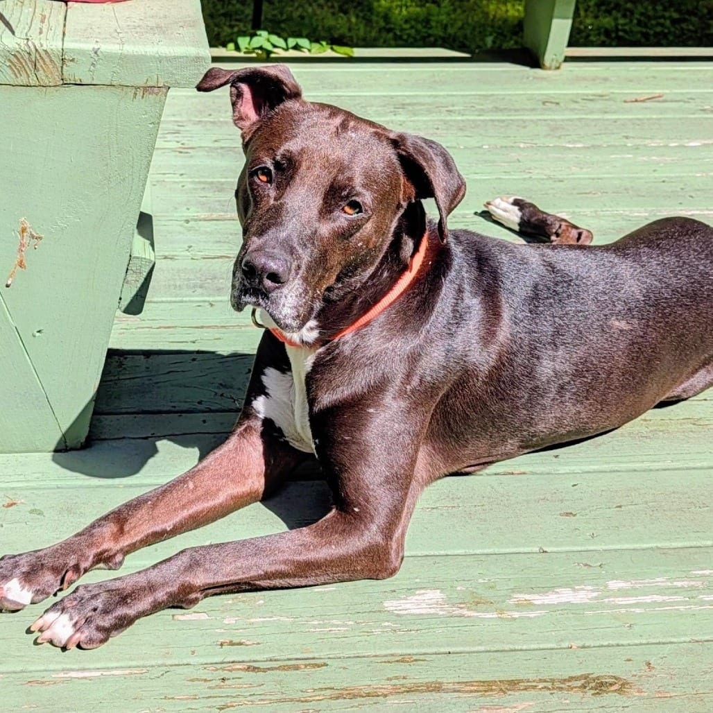 Photo of Kratos, adoptable Terrier, American Staffordshire / Mixed Breed (Medium) in Whitestone, New York