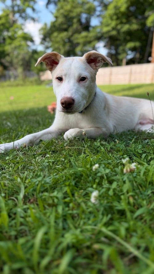 Photo of Artax (A Pups), adoptable Labrador Retriever in Brewster, New York