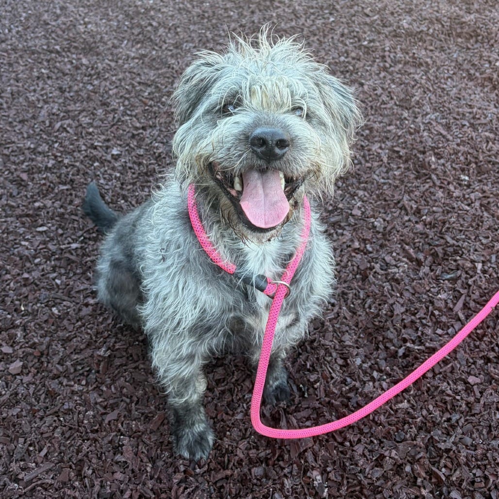 Photo of Frankie ♥, adoptable Schnauzer in Spartanburg, South Carolina