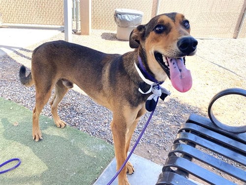 Photo of Soda Pop, adoptable Doberman Pinscher in Phoenix, Arizona