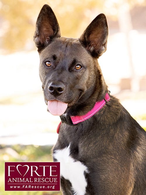 Photo of Spirit, adoptable Belgian Shepherd Malinois in Marina del Rey, California
