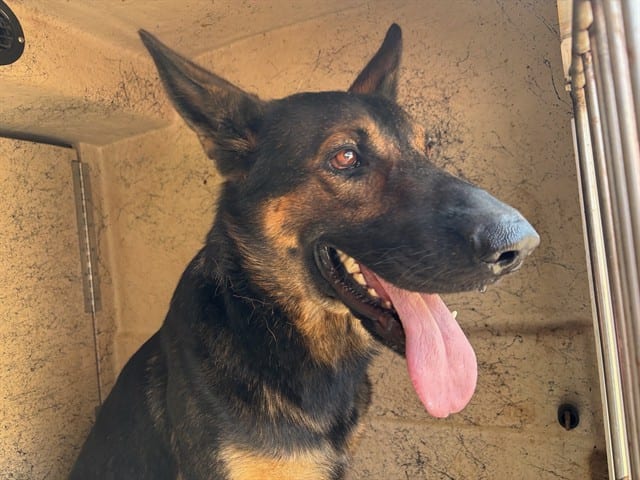 Photo of Bruno, adoptable German Shepherd Dog mix in Oklahoma City, Oklahoma