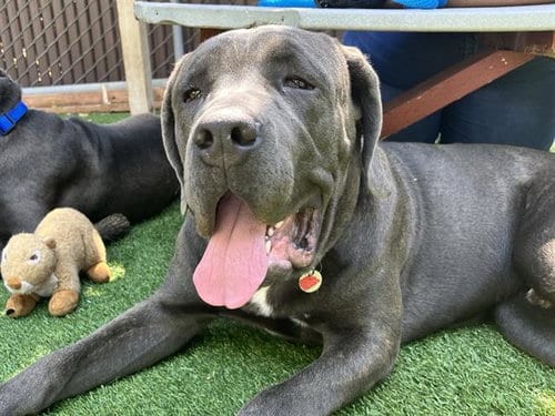Photo of CJ, adoptable Cane Corso Mastiff in Palo Alto, California