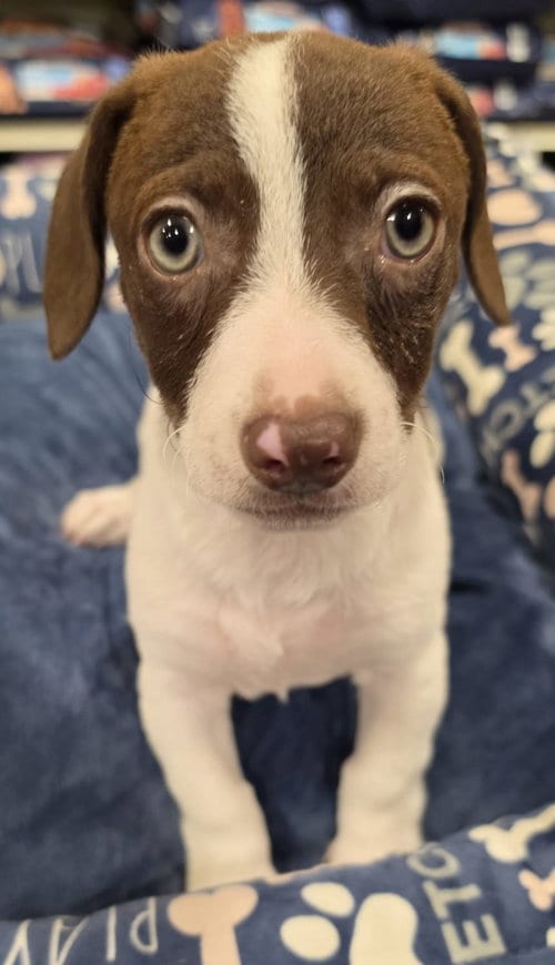 Photo of Sausage, adoptable Dachshund in Pipe Creek, Texas