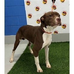 Photo of Mallomar, adoptable Mixed Breed (Medium) in Land O'Lakes, Florida