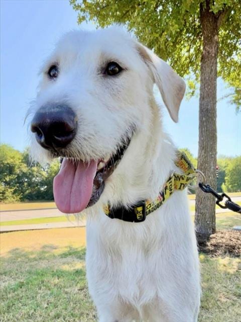 Photo of Manolo, adoptable Poodle (Standard) in Grand Prairie, Texas