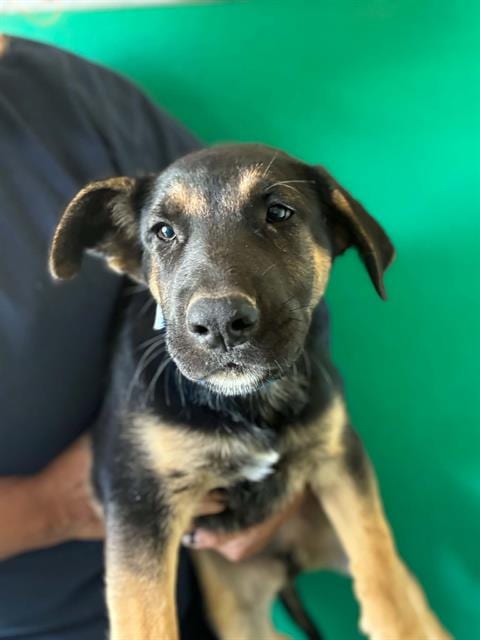 Photo of Maui, adoptable German Shepherd Dog in Visalia, California