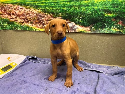 Photo of Bryon, adoptable Vizsla in Moreno Valley, California