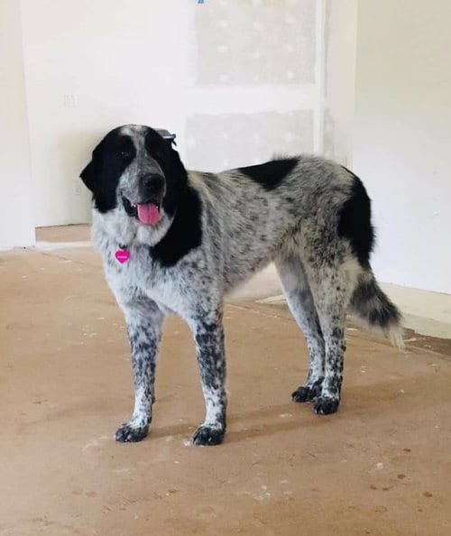 Photo of Edie, adoptable Great Pyrenees in Vail, Arizona