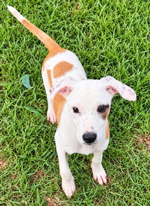 Photo of Sally Sue, adoptable Hound in Royal Palm Beach, Florida