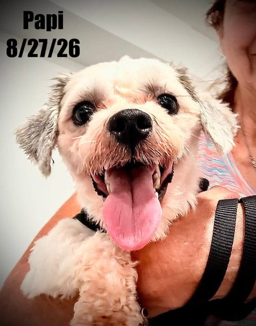 Photo of Papi, adoptable Shih Tzu in Berlin, Maryland