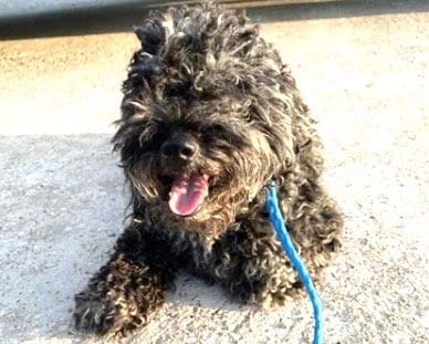 Photo of Bear, adoptable Poodle (Miniature) in Houston, Texas