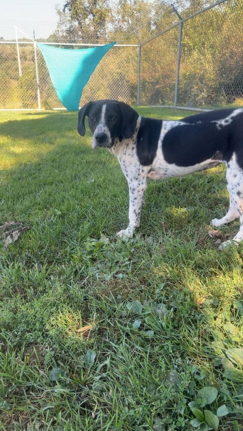 Photo of Clementine, adoptable Spaniel in Silver Spring, Maryland