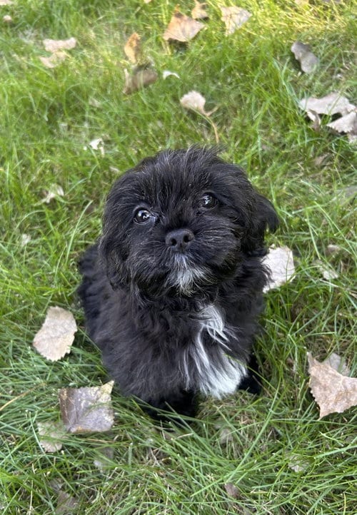Photo of Potato, adoptable Lhasa Apso in Wheaton, Illinois
