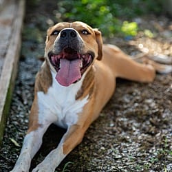 Photo of Deejay, adoptable Black Mouth Cur in Kensett, Arkansas