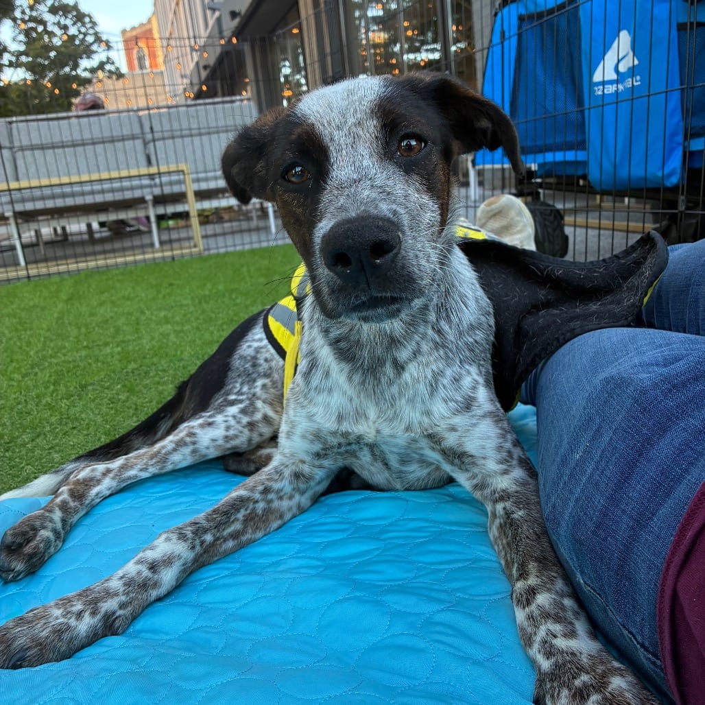 Photo of Luther, adoptable Mixed Breed (Medium) in Chattanooga, Tennessee