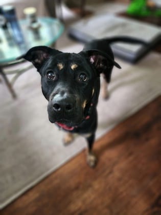 Photo of Oren, adoptable dog in Chamblee, Georgia