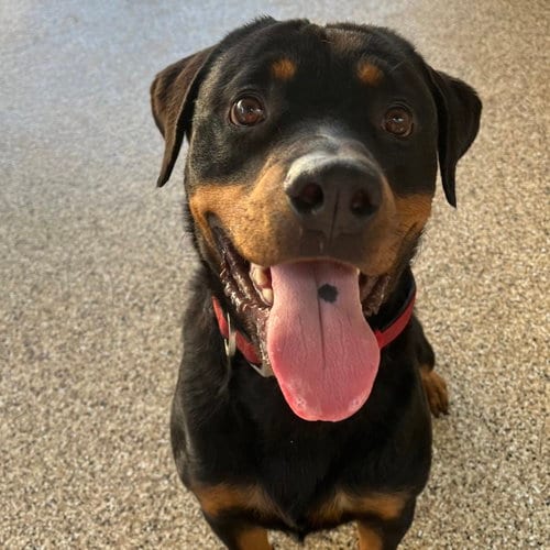 Photo of Noodles, adoptable Rottweiler in Mooresville, North Carolina