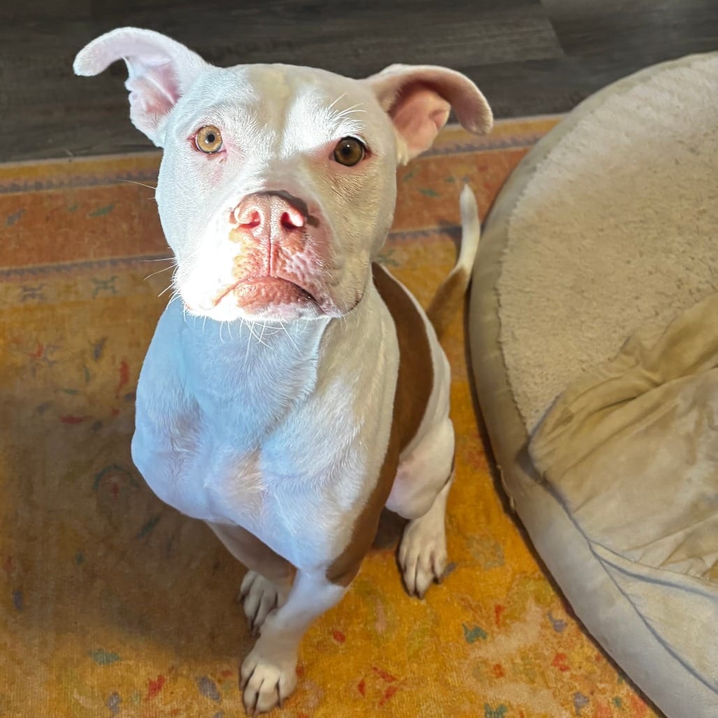 Photo of Skippy, adoptable Mixed Breed (Medium) in St. Louis, Missouri