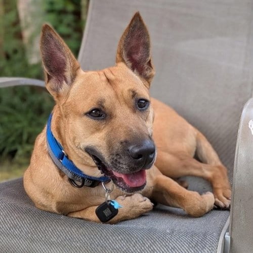 Photo of Moshe, adoptable Shepherd in St. Paul, Minnesota