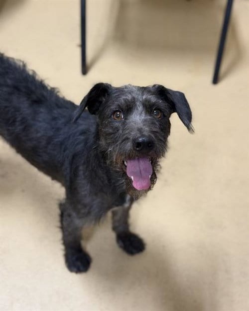 Photo of Perla, adoptable Scottish Terrier Scottie in Chula Vista, California