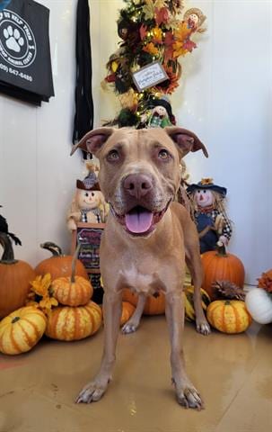 Photo of Diamond, adoptable American Pit Bull Terrier in Lathrop, California
