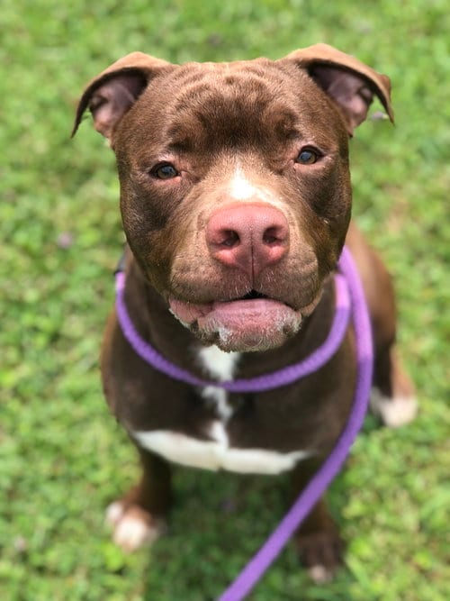 Photo of Edger, adoptable American Pit Bull Terrier in Elkins, West Virginia