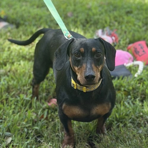 Photo of Budd, adoptable Dachshund in Yardley, Pennsylvania
