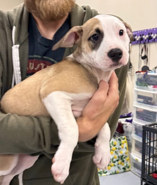 Photo of Ubaldo, adoptable American Staffordshire Terrier in Gilberts, Illinois