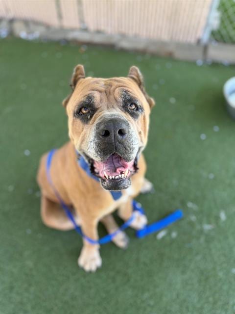 Photo of Nala, adoptable Mastiff in Chula Vista, California