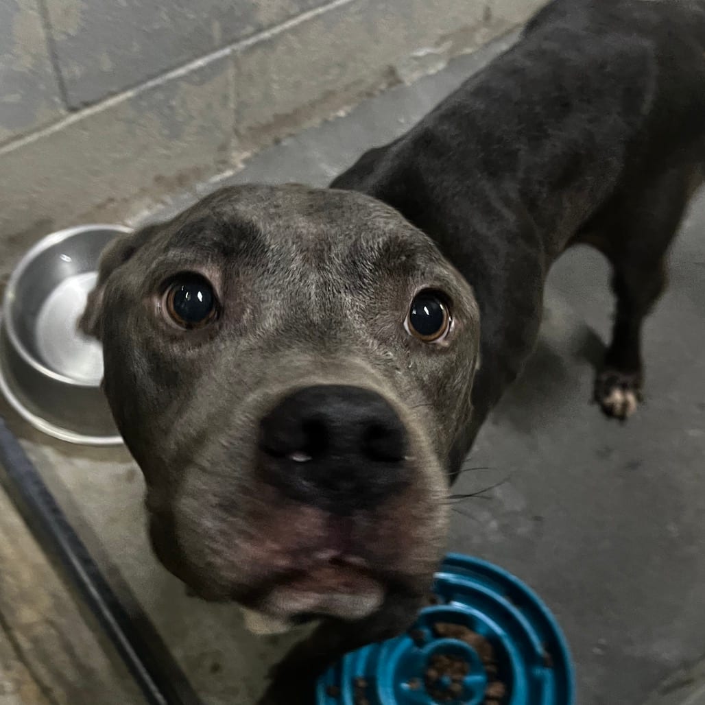 Photo of Maverick, adoptable Mixed Breed (Medium) in Summerville, South Carolina