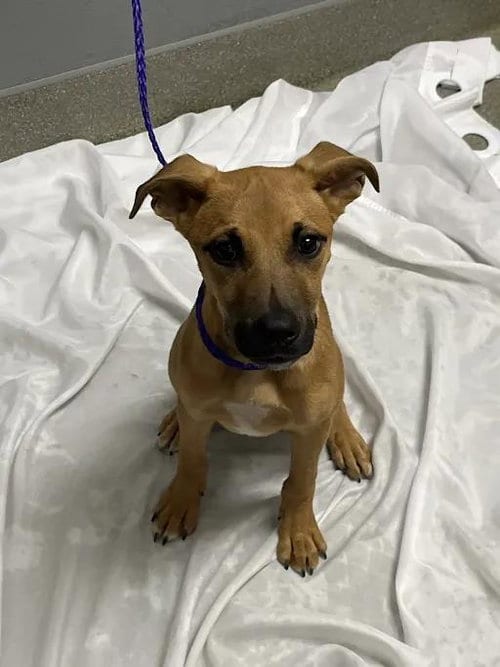 Photo of Timothy Iii, adoptable Rhodesian Ridgeback in Las Vegas, Nevada