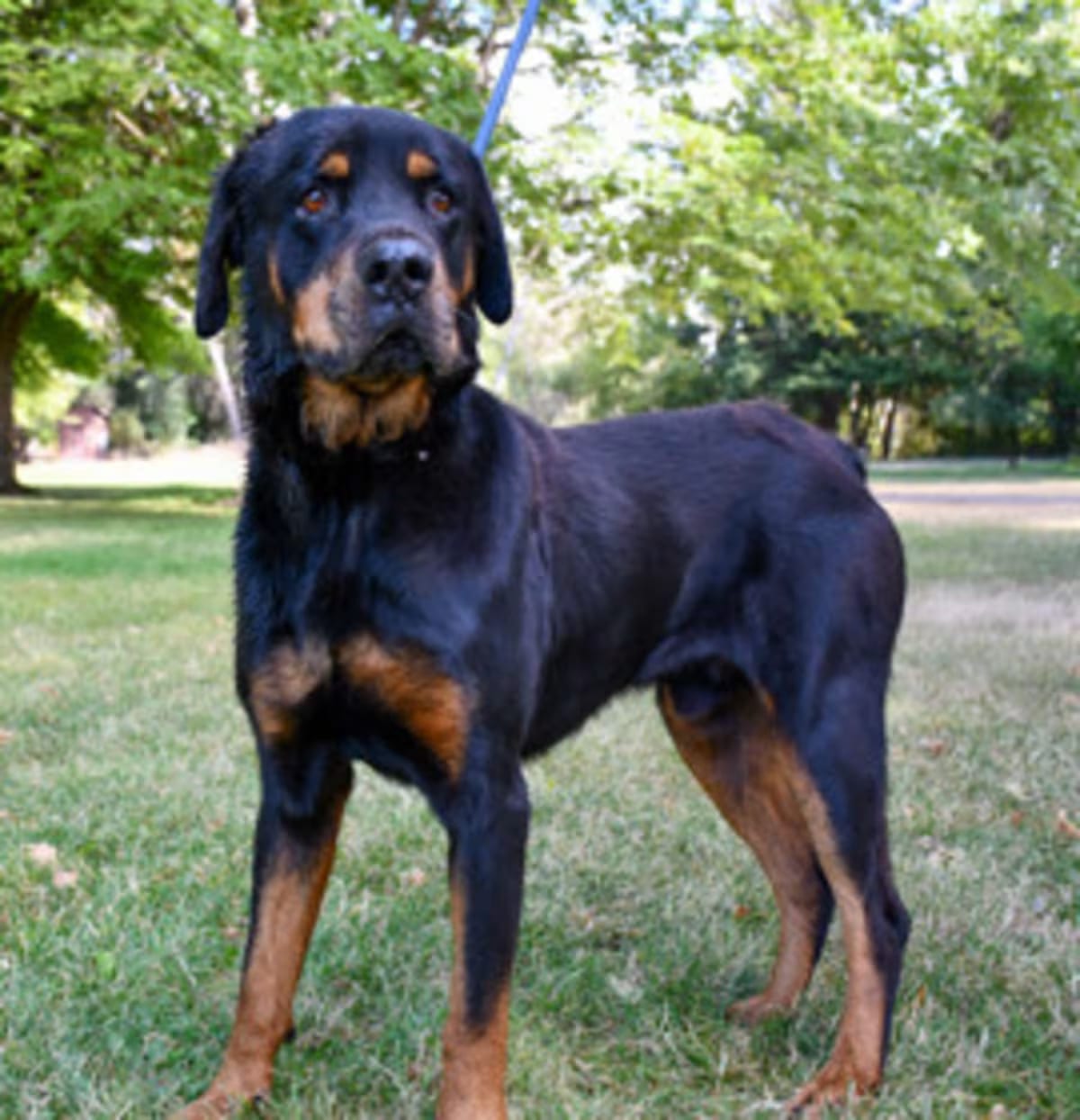 Photo of Leroy Brown, adoptable Rottweiler in Yakima, Washington