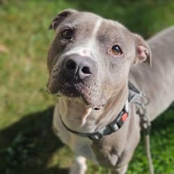 Photo of Bubby, adoptable Mixed Breed (Medium) in Syracuse, New York