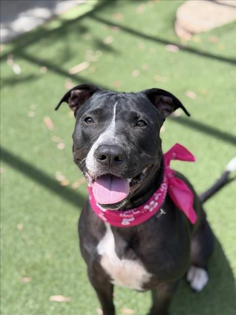 Photo of Tippy, adoptable Pit Bull Terrier in San Pedro, California